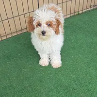 AKC - Ellie, a female Poodle - Toy  for sale in Fort Worth, TX – Photo 5 of 5