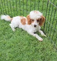 Ellie, a female Poodle - Toy  for sale in Fort Worth, TX – Photo 1 of 4