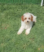 AKC - Ellie, a female Poodle - Toy  for sale in Fort Worth, TX – Photo 4 of 5