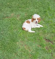 Ellie, a female Poodle - Toy  for sale in Fort Worth, TX – Photo 3 of 4