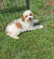 AKC - Ellie, a female Poodle - Toy  for sale in Fort Worth, TX – Photo 2 of 5