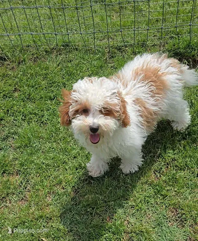 AKC - Ellie – Poodle - Toy  puppy for sale in Fort Worth, TX