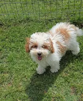 AKC - Ellie, a female Poodle - Toy  for sale in Fort Worth, TX – Photo 1 of 5
