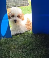 AKC - Ellie, a female Poodle - Toy  for sale in Fort Worth, TX – Photo 3 of 5