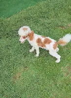 Ellie, a female Poodle - Toy  for sale in Fort Worth, TX – Photo 2 of 4