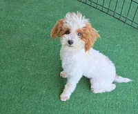 Cassy, a female Poodle - Toy  for sale in Fort Worth, TX – 2 of 4