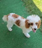 Ellie, a female Poodle - Toy  for sale in Fort Worth, TX – 4 of 5