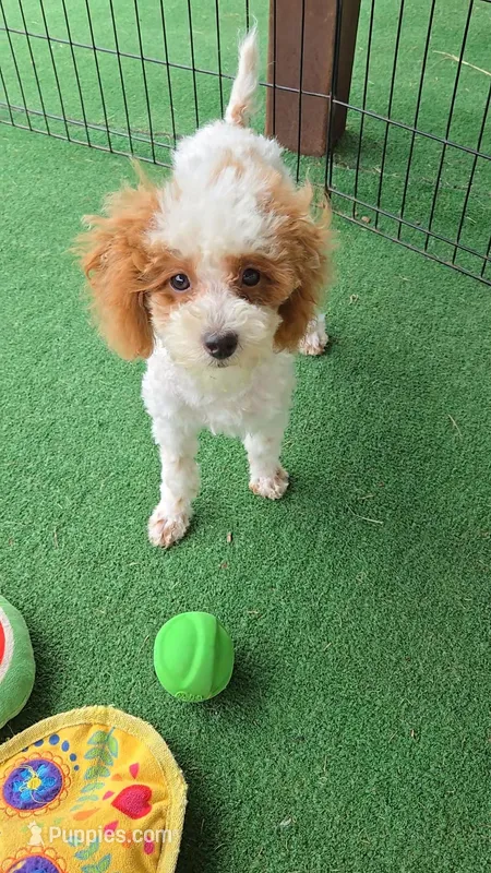AKC - Cassy – Poodle - Toy  puppy for sale in Fort Worth, TX