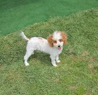 AKC - Cassy, a female Poodle - Toy  for sale in Fort Worth, TX – Photo 2 of 5