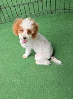 AKC - Cassy, a female Poodle - Toy  for sale in Fort Worth, TX – Photo 4 of 5