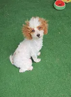 AKC - Cassy, a female Poodle - Toy  for sale in Fort Worth, TX – Photo 3 of 5