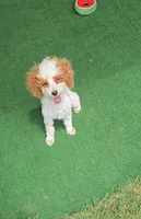 AKC - Cassy, a female Poodle - Toy  for sale in Fort Worth, TX – Photo 5 of 5