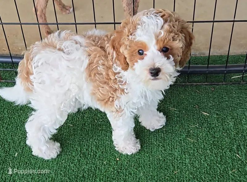 Birdie - AKC – Poodle - Miniature  puppy for sale in Fort Worth, TX