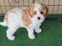 Birdie - AKC, a female Poodle - Miniature  for sale in Fort Worth, TX – 1 of 4