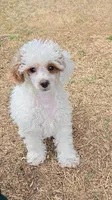 Jagger - AKC, a female Poodle - Toy  for sale in Fort Worth, TX – Photo 1 of 5