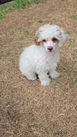 Jagger - AKC, a female Poodle - Toy  for sale in Fort Worth, TX – Photo 5 of 5