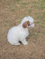 Jagger - AKC, a female Poodle - Toy  for sale in Fort Worth, TX – Photo 3 of 5