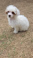 Jagger - AKC, a female Poodle - Toy  for sale in Fort Worth, TX – Photo 2 of 5