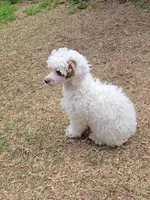 Jagger - AKC, a female Poodle - Toy  for sale in Fort Worth, TX – Photo 4 of 5