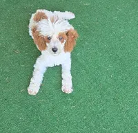 Ellie, a female Poodle - Toy  for sale in Fort Worth, TX – 2 of 5