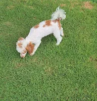Dusty, a male Poodle - Toy  for sale in Fort Worth, TX – 4 of 5