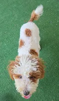 Finley, a male Poodle - Miniature  for sale in Fort Worth, TX – 3 of 6