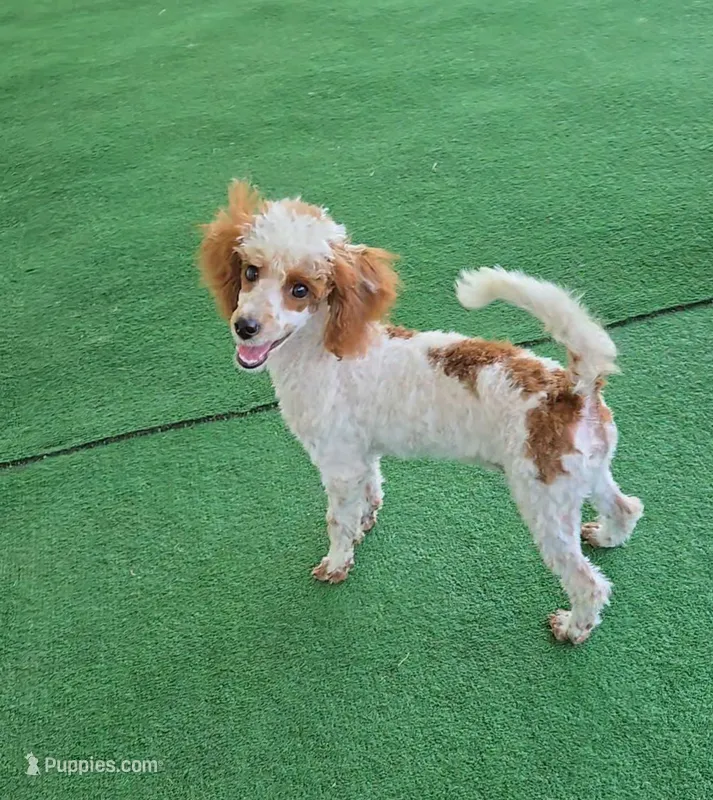 Dusty – Poodle - Toy  puppy for sale in Fort Worth, TX