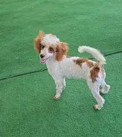 Dusty, a male Poodle - Toy  for sale in Fort Worth, TX – 1 of 2