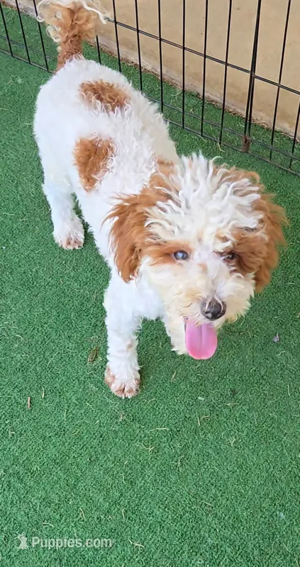 Finley – Poodle - Miniature  puppy for sale in Fort Worth, TX