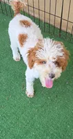 Finley, a male Poodle - Miniature  for sale in Fort Worth, TX – 1 of 6