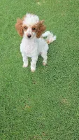 Dusty, a male Poodle - Toy  for sale in Fort Worth, TX – 5 of 5