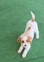 Cassy, a female Poodle - Toy  for sale in Fort Worth, TX – 3 of 4