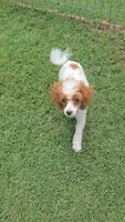 Dory, a female Poodle - Toy  for sale in Fort Worth, TX – 4 of 5