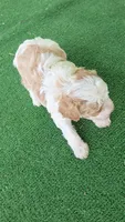 Teddy, a male Poodle - Miniature  for sale in Fort Worth, TX – 4 of 4