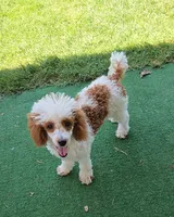 Ellie, a female Poodle - Toy  for sale in Fort Worth, TX – 2 of 5