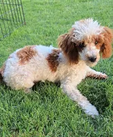 Dusty, a male Poodle - Toy  for sale in Fort Worth, TX – 2 of 3