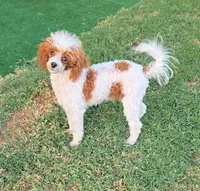 Dory, a female Poodle - Toy  for sale in Fort Worth, TX – 1 of 3