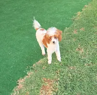 Dory, a female Poodle - Toy  for sale in Fort Worth, TX – 3 of 3