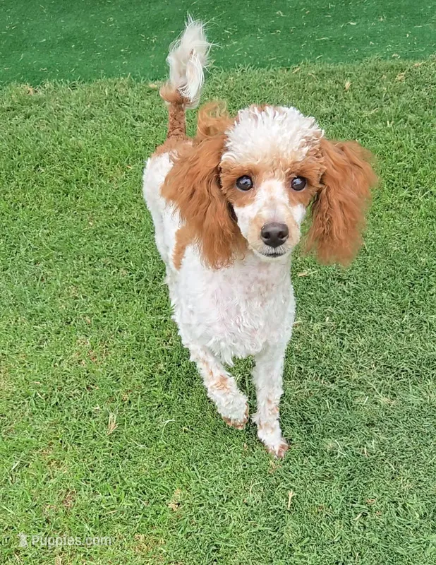 Dusty – Poodle - Toy  puppy for sale in Fort Worth, TX