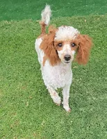 Dusty, a male Poodle - Toy  for sale in Fort Worth, TX – 1 of 2