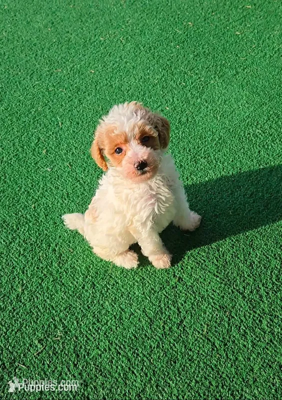 Fiona – Poodle - Toy  puppy for sale in Fort Worth, TX