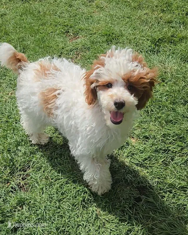 AKC - Finley – Poodle - Miniature  puppy for sale in Fort Worth, TX