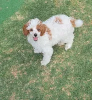 AKC - Finley, a male Poodle - Miniature  for sale in Fort Worth, TX – Photo 2 of 2