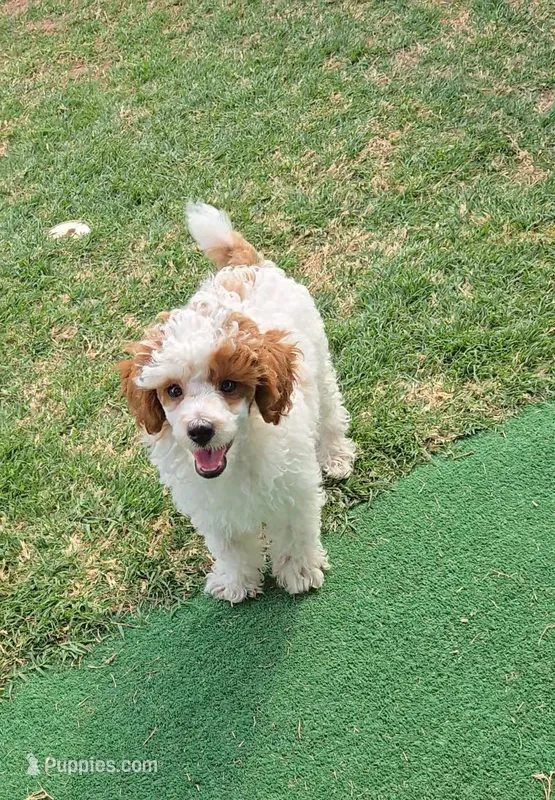AKC - Finley – Poodle - Miniature  puppy for sale in Fort Worth, TX