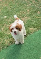 AKC - Finley, a male Poodle - Miniature  for sale in Fort Worth, TX – Photo 1 of 2