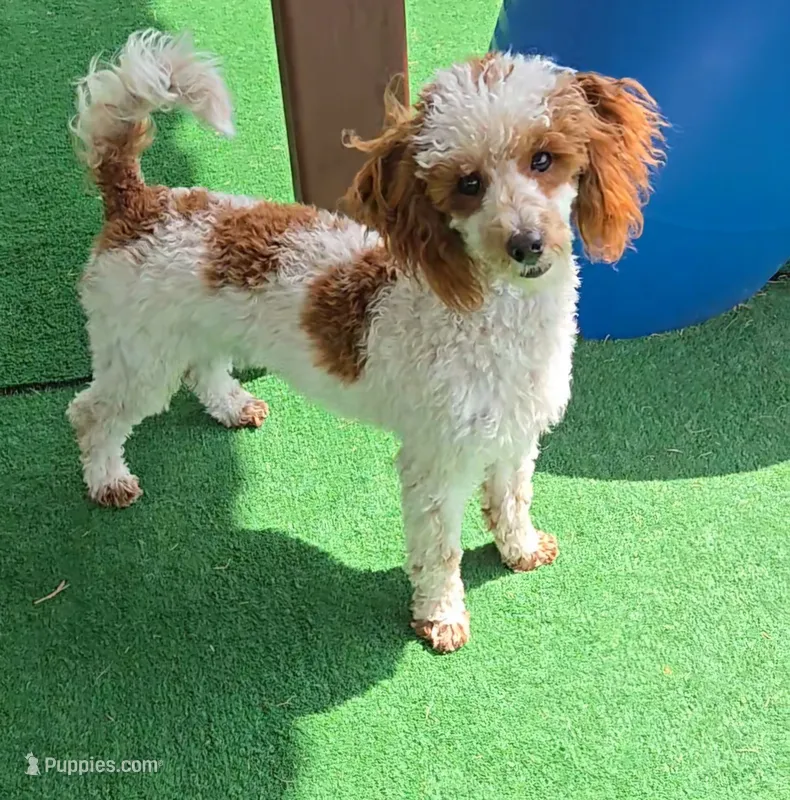 Dusty – Poodle - Miniature  puppy for sale in Fort Worth, TX