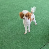 Dory, a female Poodle - Toy  for sale in Fort Worth, TX – 2 of 2