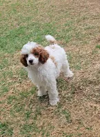 Finley - AKC, a male Poodle - Miniature  for sale in Fort Worth, TX – Photo 1 of 3