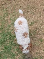 Finley - AKC, a male Poodle - Miniature  for sale in Fort Worth, TX – Photo 2 of 3