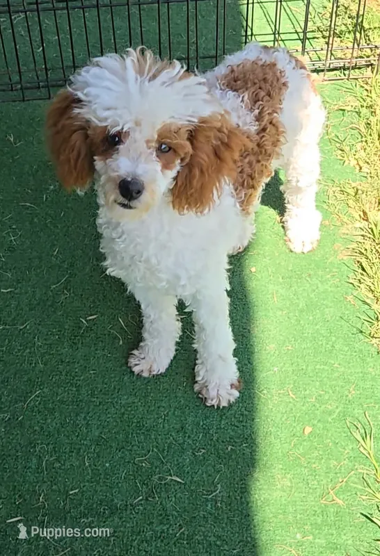 Ellie – Poodle - Toy  puppy for sale in Fort Worth, TX